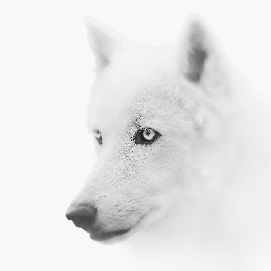 Deep Souls: We Portray Different Personalities Of Animals