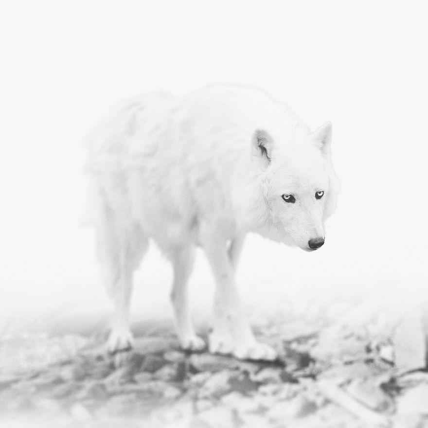 Deep Souls: We Portray Different Personalities Of Animals