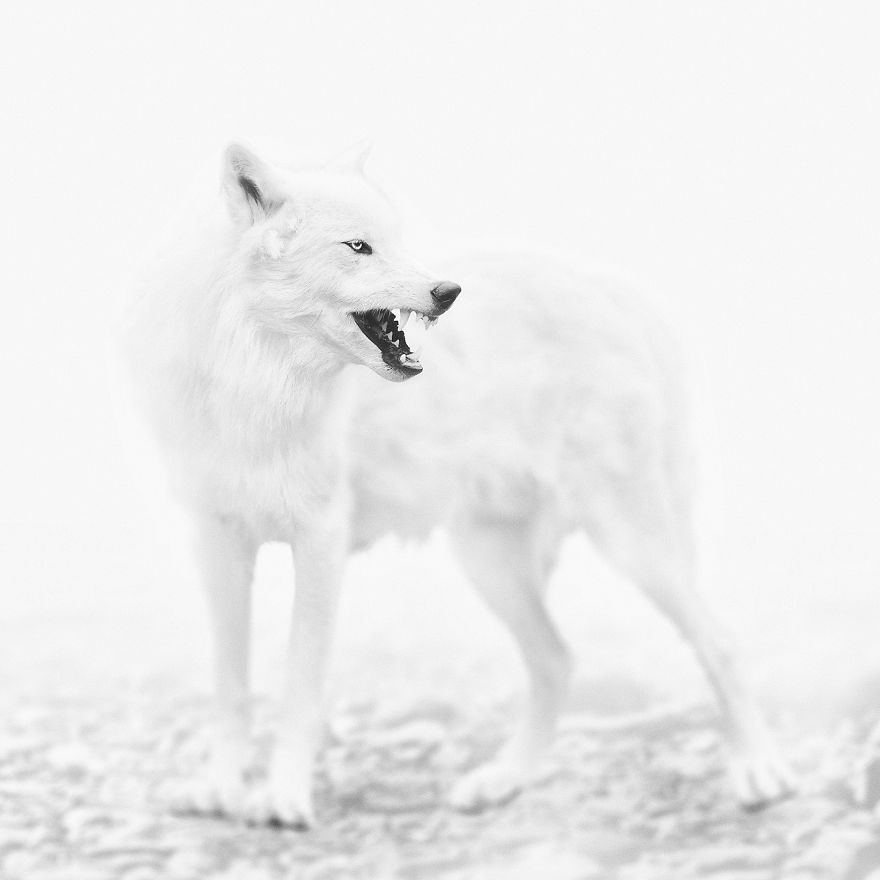 Deep Souls: We Portray Different Personalities Of Animals