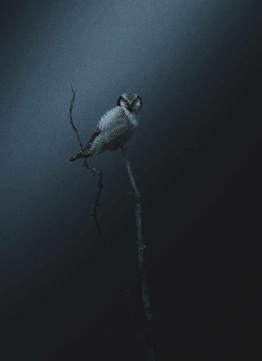 Deep Souls: We Portray Different Personalities Of Animals