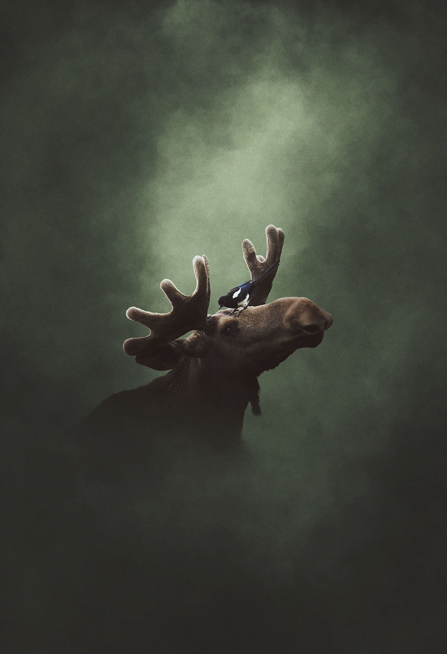 Deep Souls: We Portray Different Personalities Of Animals