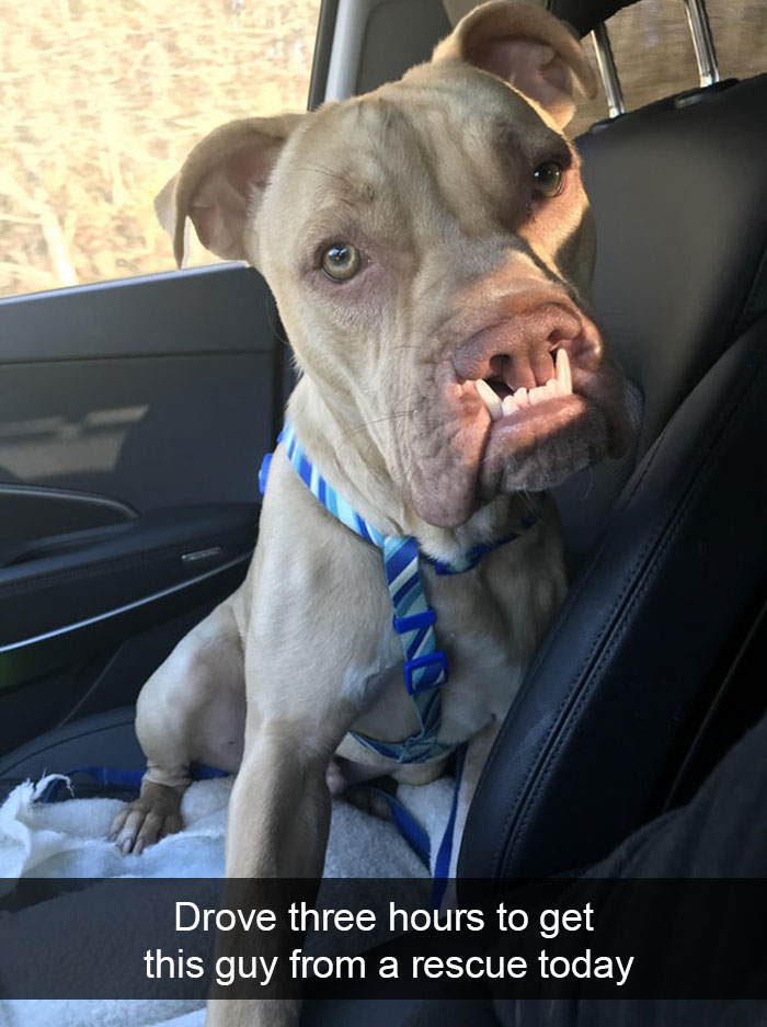 Dogs-Funny-Snapchats