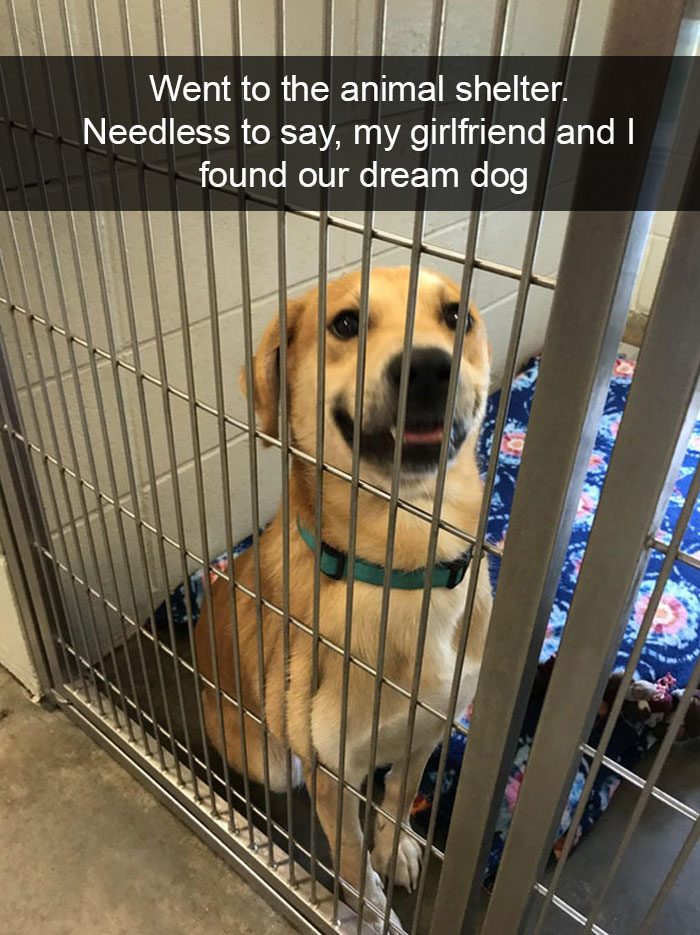 Dogs-Funny-Snapchats