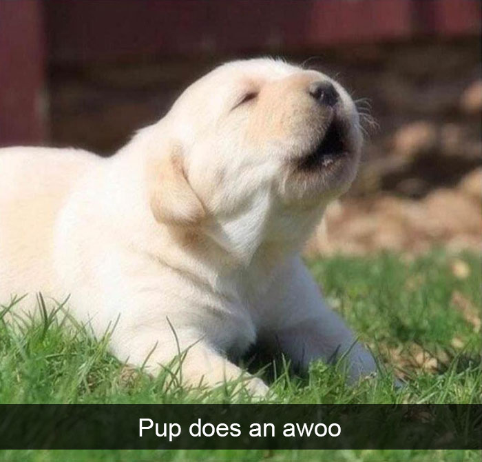 Dogs-Funny-Snapchats