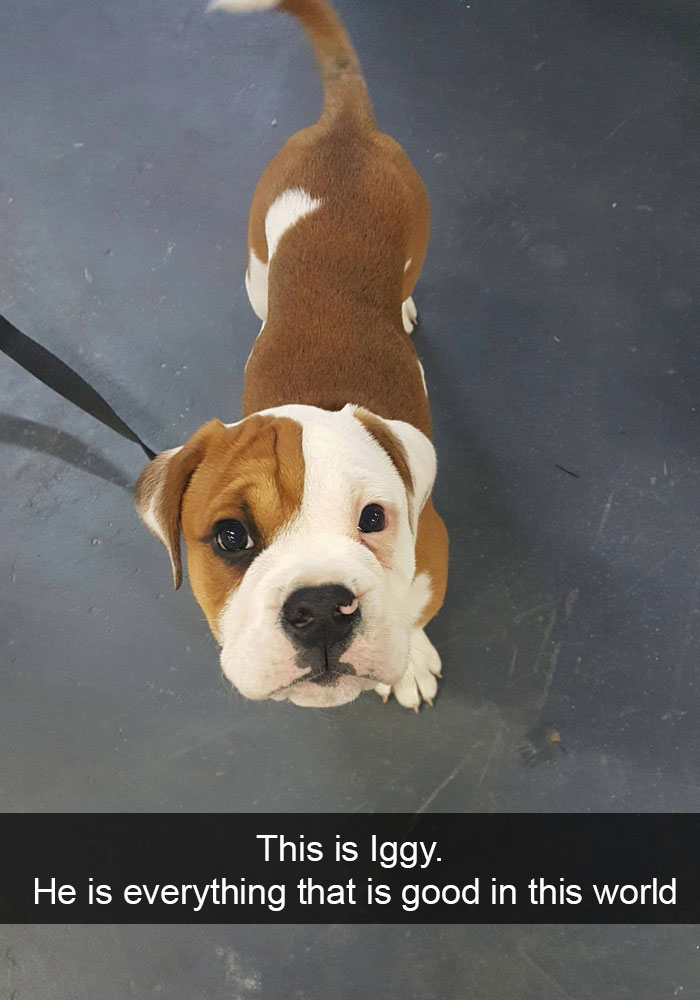 Dogs-Funny-Snapchats