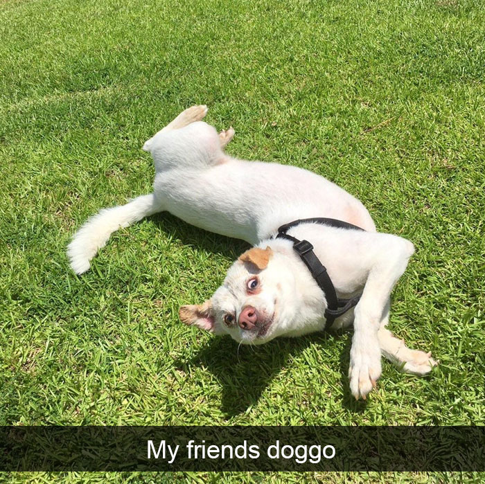 Dogs-Funny-Snapchats