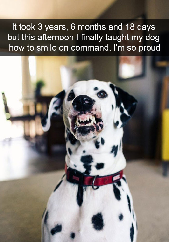 Dogs-Funny-Snapchats