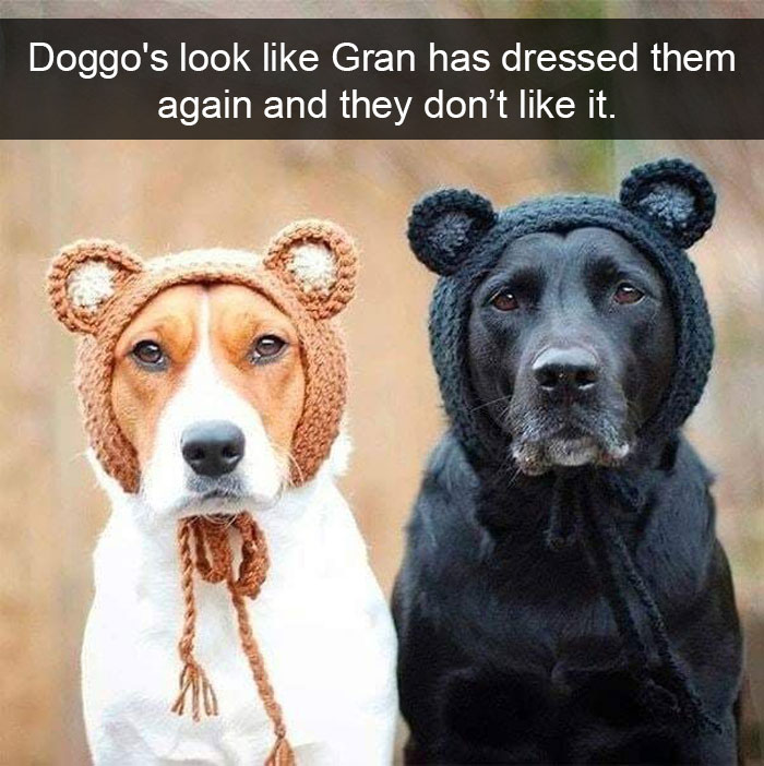 Dogs-Funny-Snapchats