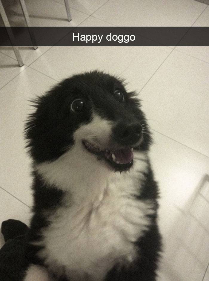 Dogs-Funny-Snapchats