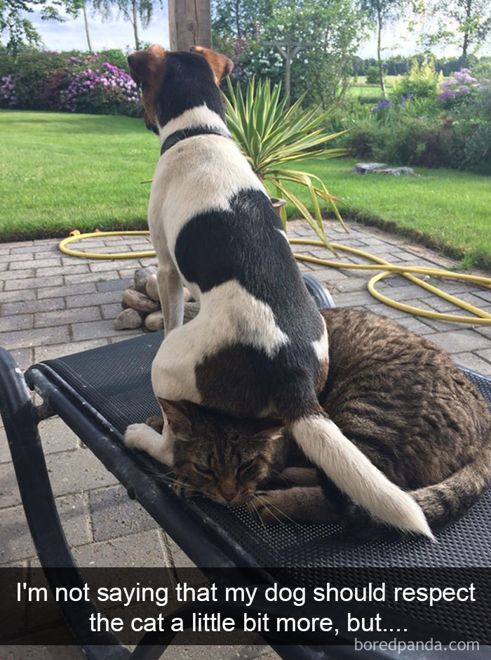 Dogs-Funny-Snapchats