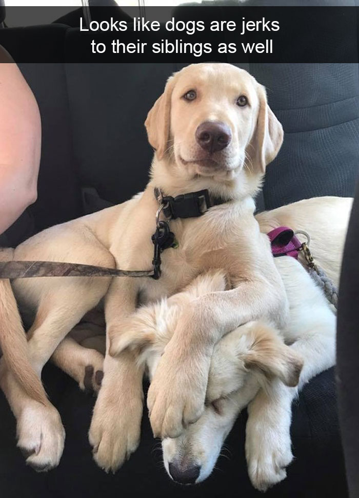 Dogs-Funny-Snapchats