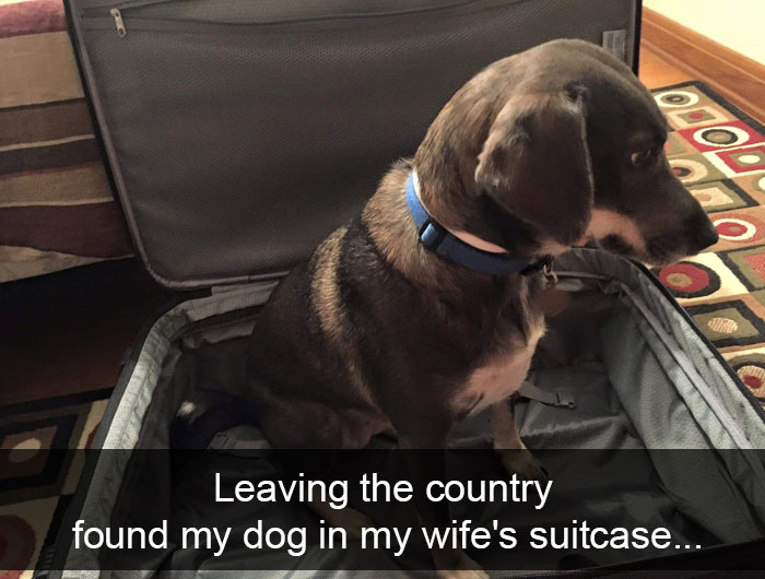 Dogs-Funny-Snapchats