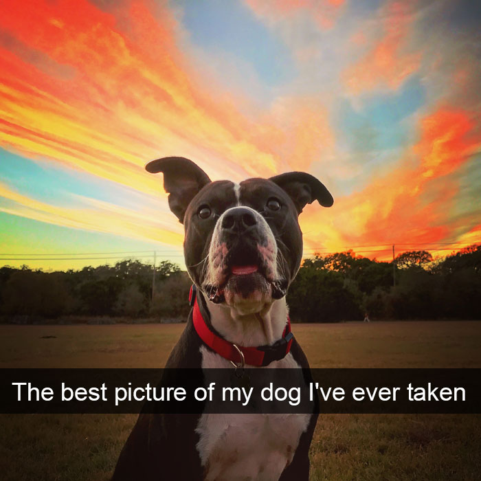Dogs-Funny-Snapchats