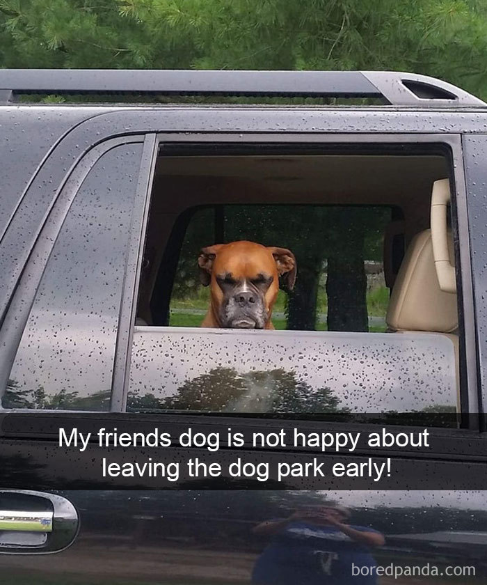 Dogs-Funny-Snapchats