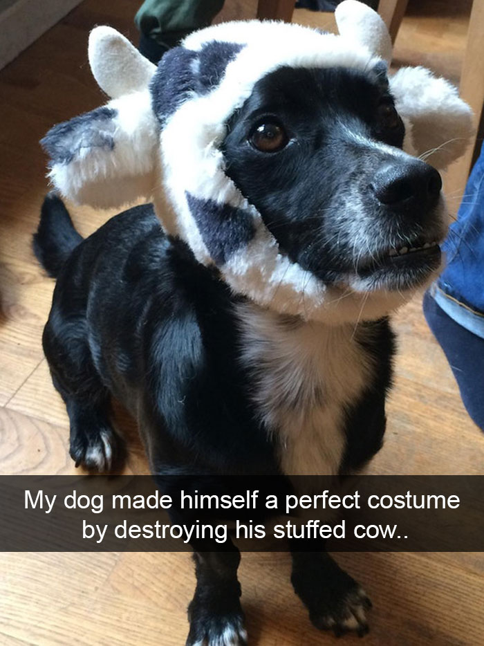 Dogs-Funny-Snapchats
