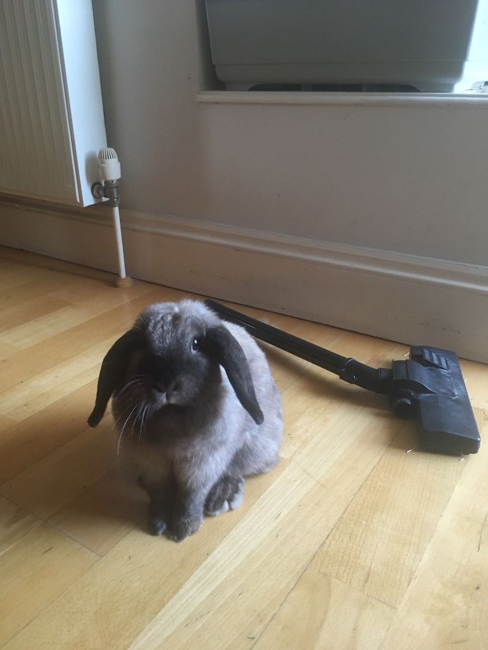 Small pet rabbit sitting on wooden floor next to vacuum cleaner, showcasing funny new pet names shared by people.