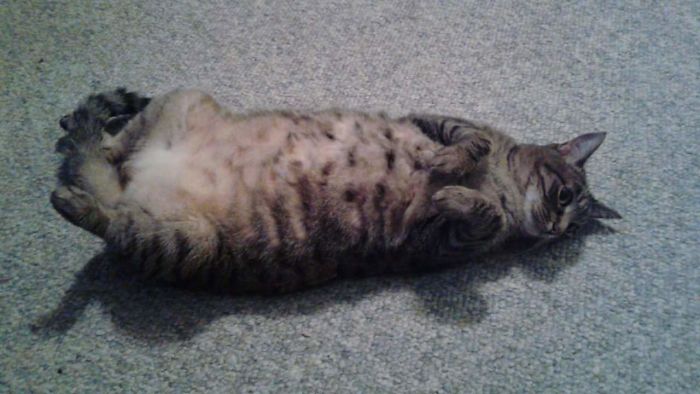 Tabby cat lying on its back on carpet, featured in a post about people sharing new pet names instead of the original ones.