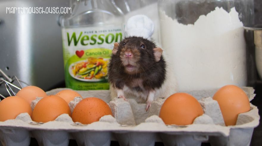 This Adorable Rat Chef Will Help You Make Cookies!