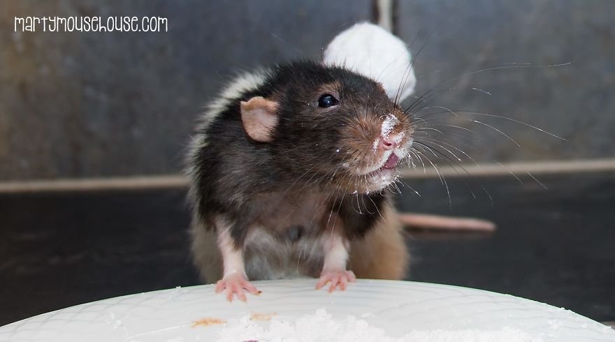 This Adorable Rat Chef Will Help You Make Cookies!
