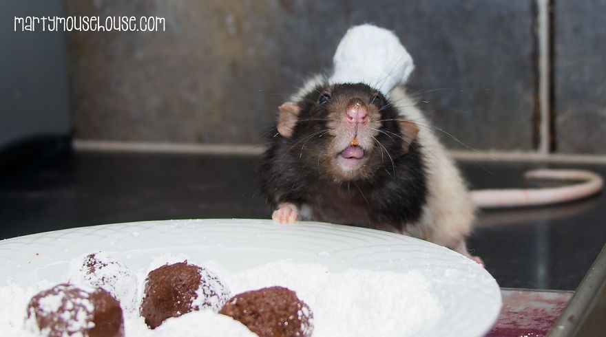 This Adorable Rat Chef Will Help You Make Cookies! This Adorable Rat Chef Will Help You Make Cookies!