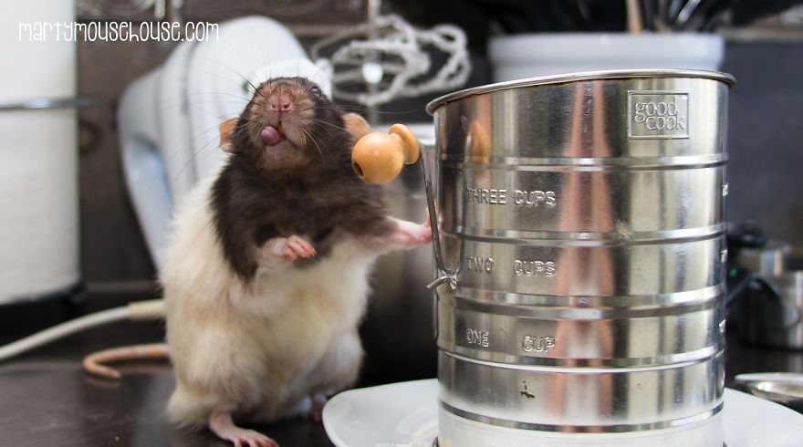 This Adorable Rat Chef Will Help You Make Cookies! This Adorable Rat Chef Will Help You Make Cookies!