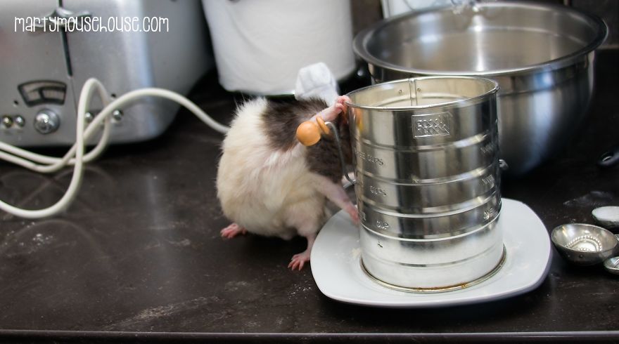 This Adorable Rat Chef Will Help You Make Cookies! This Adorable Rat Chef Will Help You Make Cookies!