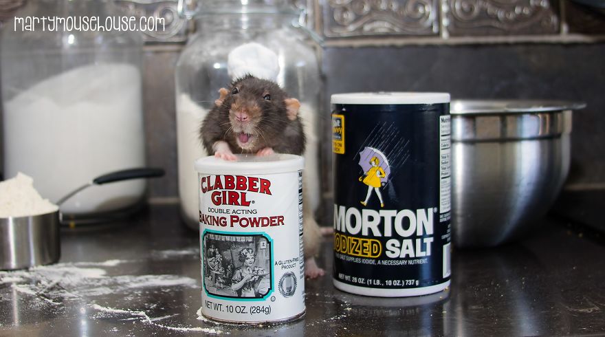 This Adorable Rat Chef Will Help You Make Cookies! This Adorable Rat Chef Will Help You Make Cookies!