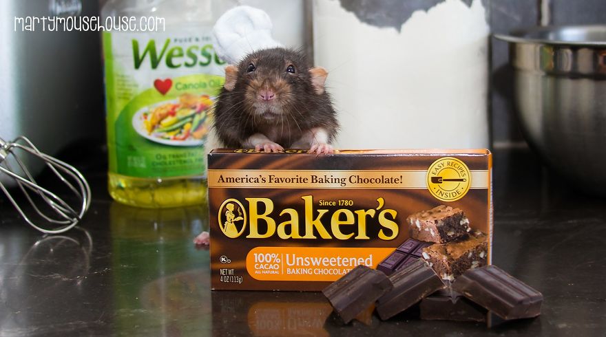 This Adorable Rat Chef Will Help You Make Cookies! This Adorable Rat Chef Will Help You Make Cookies!
