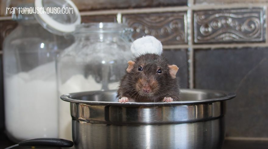 This Adorable Rat Chef Will Help You Make Cookies!