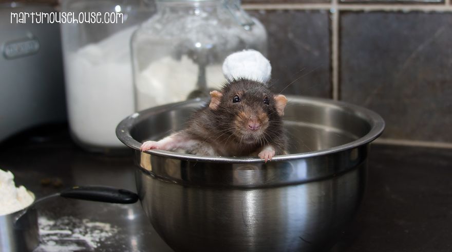 This Adorable Rat Chef Will Help You Make Cookies! This Adorable Rat Chef Will Help You Make Cookies!