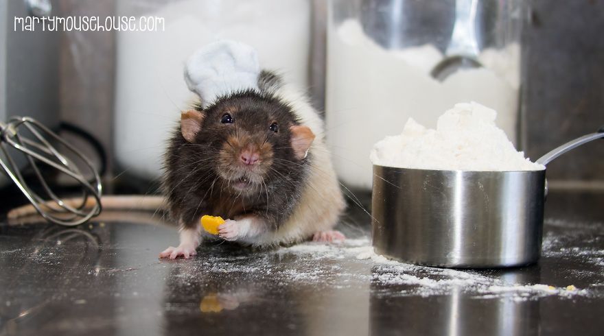 This Adorable Rat Chef Will Help You Make Cookies! This Adorable Rat Chef Will Help You Make Cookies!