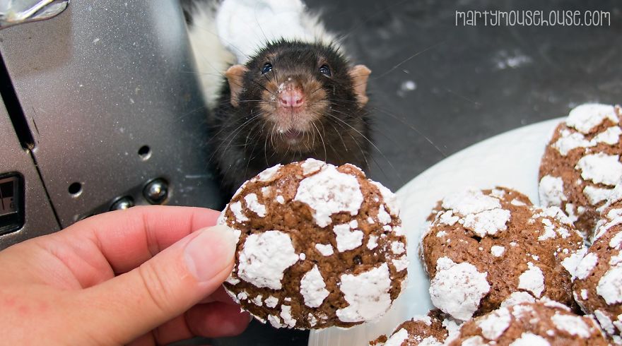This Adorable Rat Chef Will Help You Make Cookies!