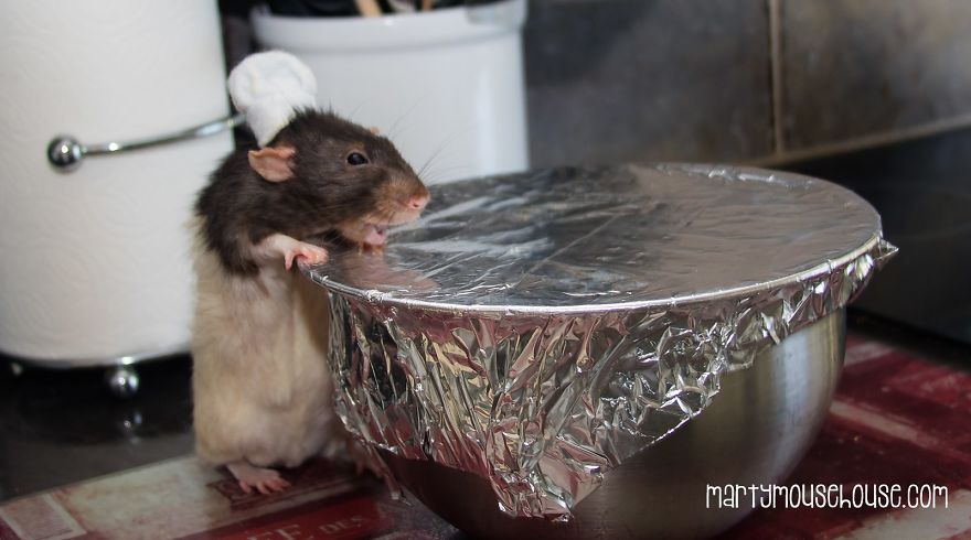 This Adorable Rat Chef Will Help You Make Cookies! This Adorable Rat Chef Will Help You Make Cookies!
