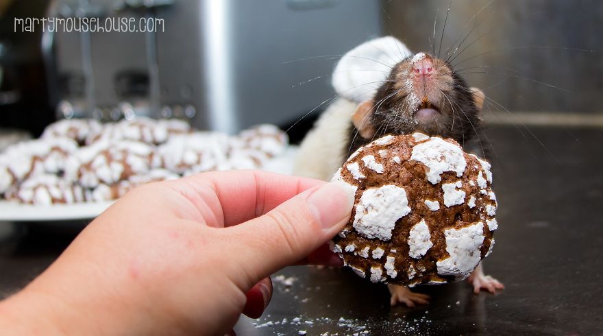 This Adorable Rat Chef Will Help You Make Cookies!