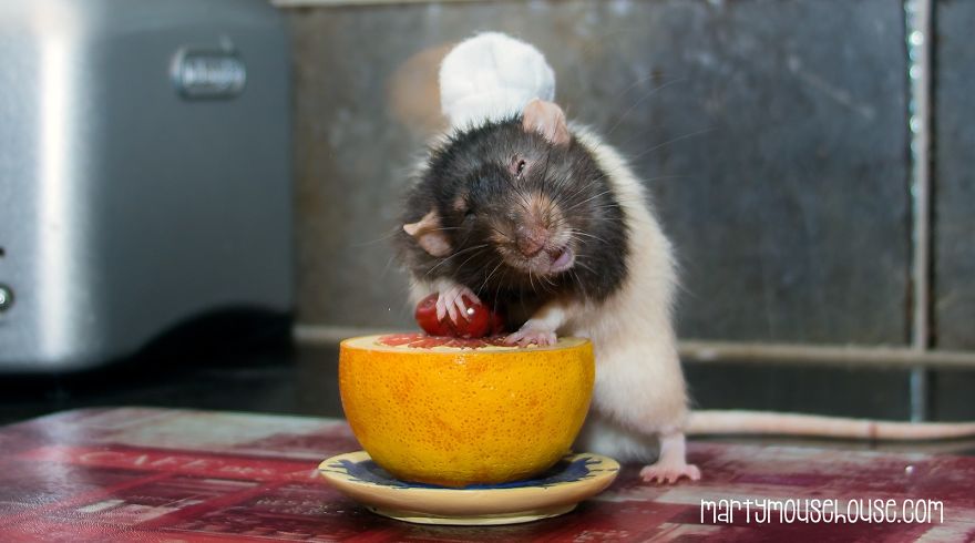 This Adorable Rat Chef Will Help You Make Cookies!