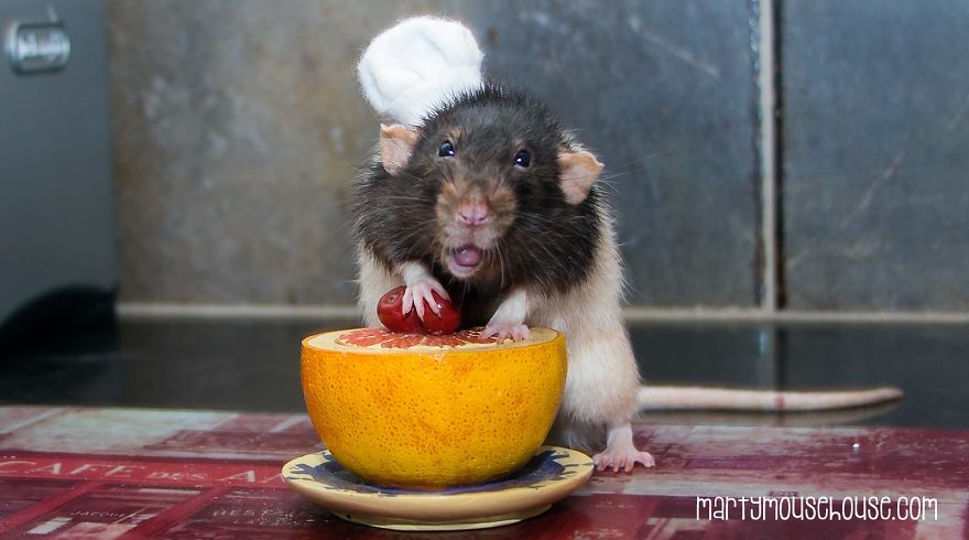 This Adorable Rat Chef Will Help You Make Cookies! This Adorable Rat Chef Will Help You Make Cookies!
