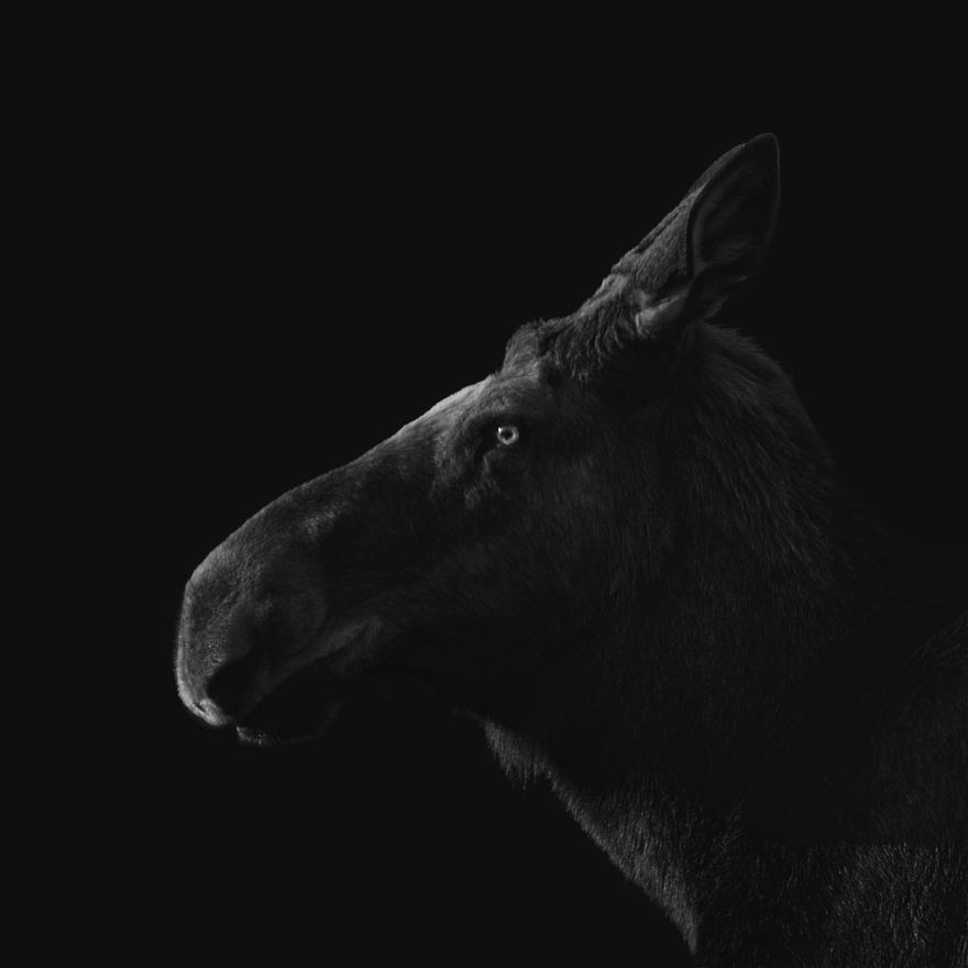 Deep Souls: We Portray Different Personalities Of Animals