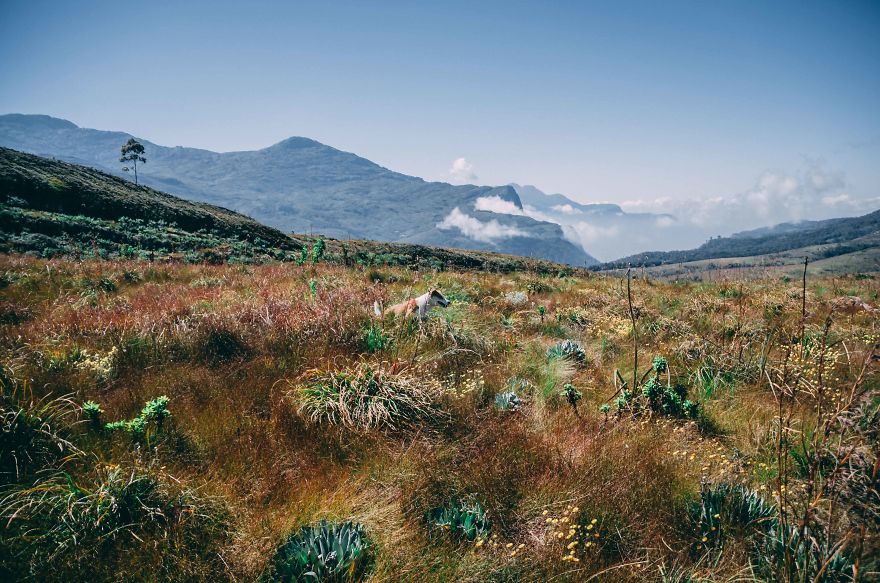 Gingy Mou, The Zambian Rescued Dog, Arrives To Barcelona After A Year Of Traveling Through Africa Gingy Mou, The Zambian Rescued Dog, Arrives To Barcelona After A Year Of Traveling Through Africa