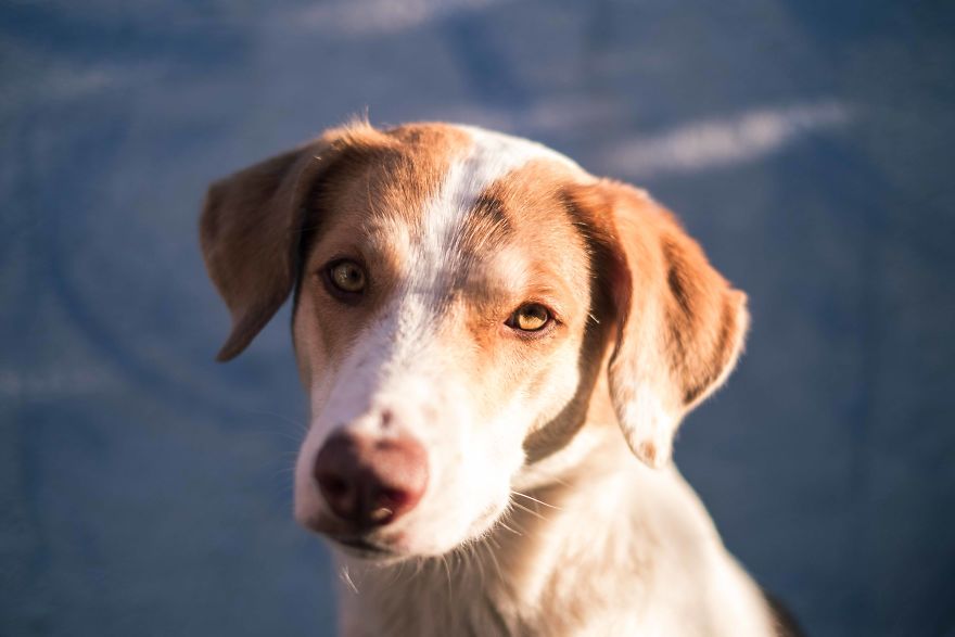 Gingy Mou, The Zambian Rescued Dog, Arrives To Barcelona After A Year Of Traveling Through Africa Gingy Mou, The Zambian Rescued Dog, Arrives To Barcelona After A Year Of Traveling Through Africa