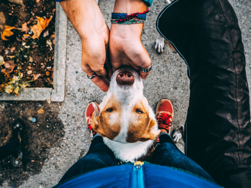 Gingy Mou, The Zambian Rescued Dog, Arrives To Barcelona After A Year Of Traveling Through Africa Gingy Mou, The Zambian Rescued Dog, Arrives To Barcelona After A Year Of Traveling Through Africa