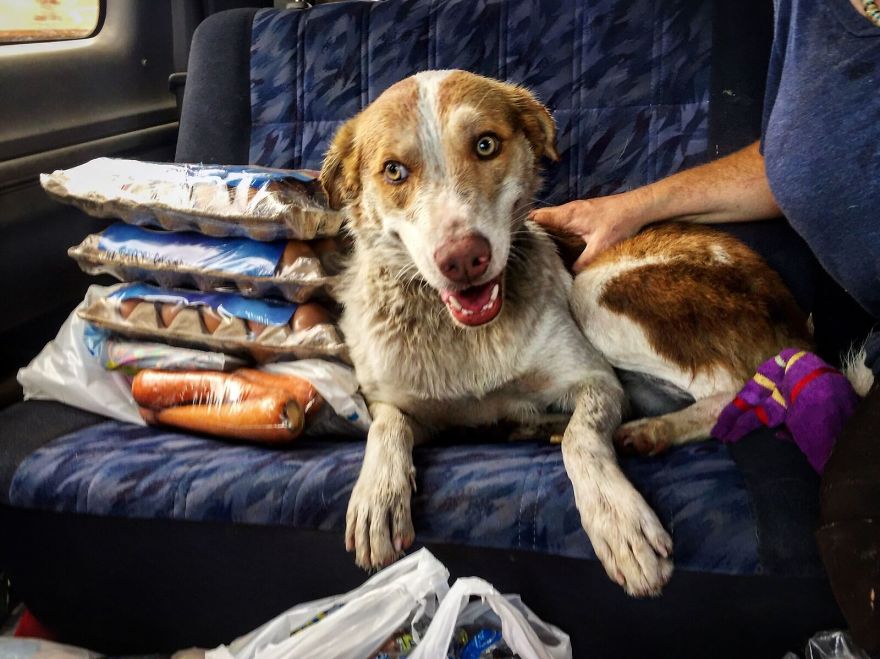 Gingy Mou, The Zambian Rescued Dog, Arrives To Barcelona After A Year Of Traveling Through Africa Gingy Mou, The Zambian Rescued Dog, Arrives To Barcelona After A Year Of Traveling Through Africa