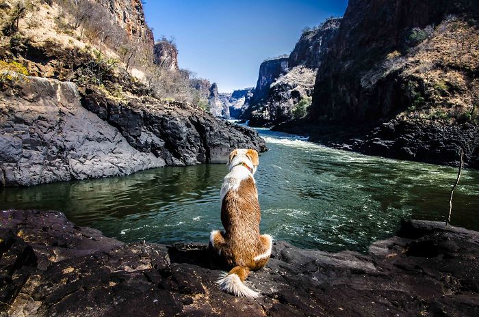 Gingy Mou, The Zambian Rescued Dog, Arrives To Barcelona After A Year Of Traveling Through Africa