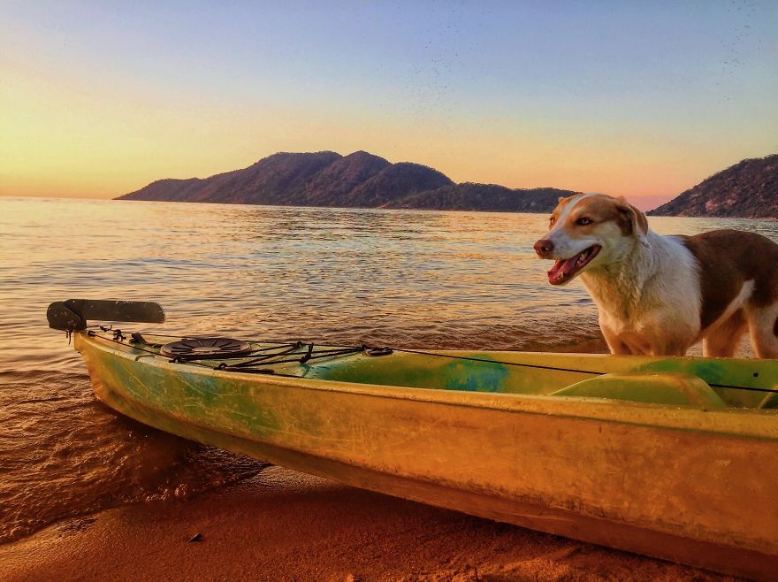 Gingy Mou, The Zambian Rescued Dog, Arrives To Barcelona After A Year Of Traveling Through Africa Gingy Mou, The Zambian Rescued Dog, Arrives To Barcelona After A Year Of Traveling Through Africa