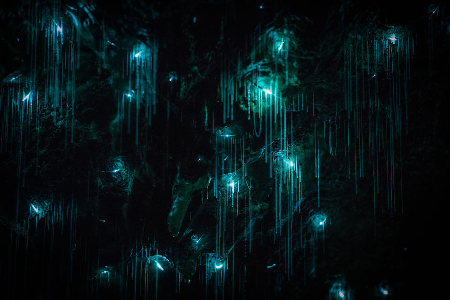 Glow Worms Turn New Zealand Cave Into Starry Night And I Spent Past Year Photographing It (Part 2) Glow Worms Turn New Zealand Cave Into Starry Night And I Spent Past Year Photographing It (Part 2)