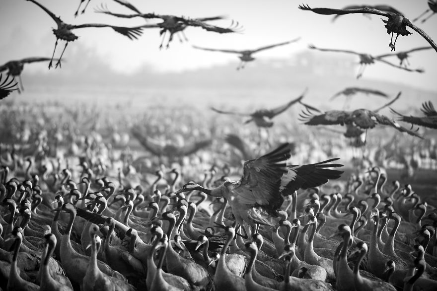 Photographing The Cranes Migration