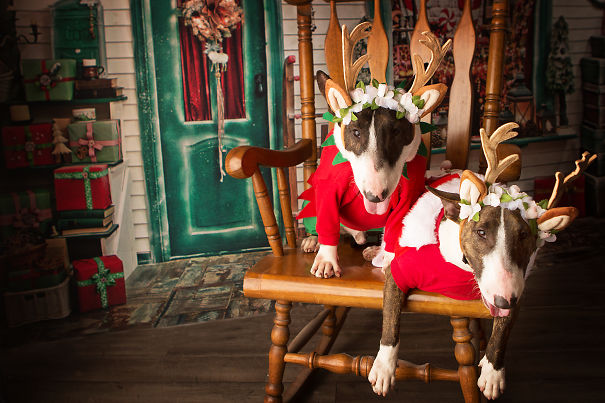 Harley & Rose . Merry Christmas All.