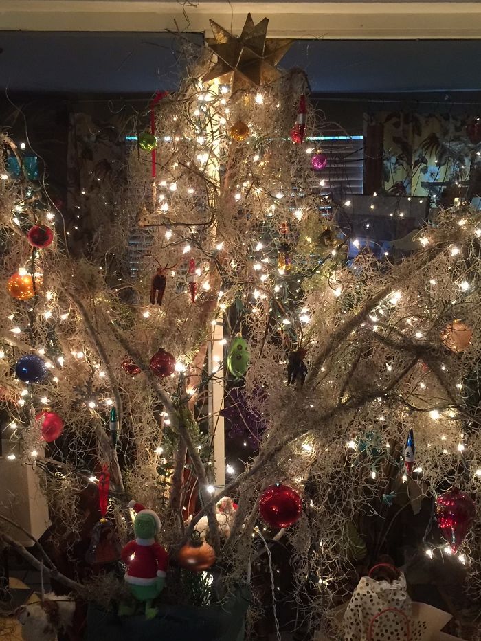 Tree From Fallen Hurricane Irma Branches And Spanish Moss.