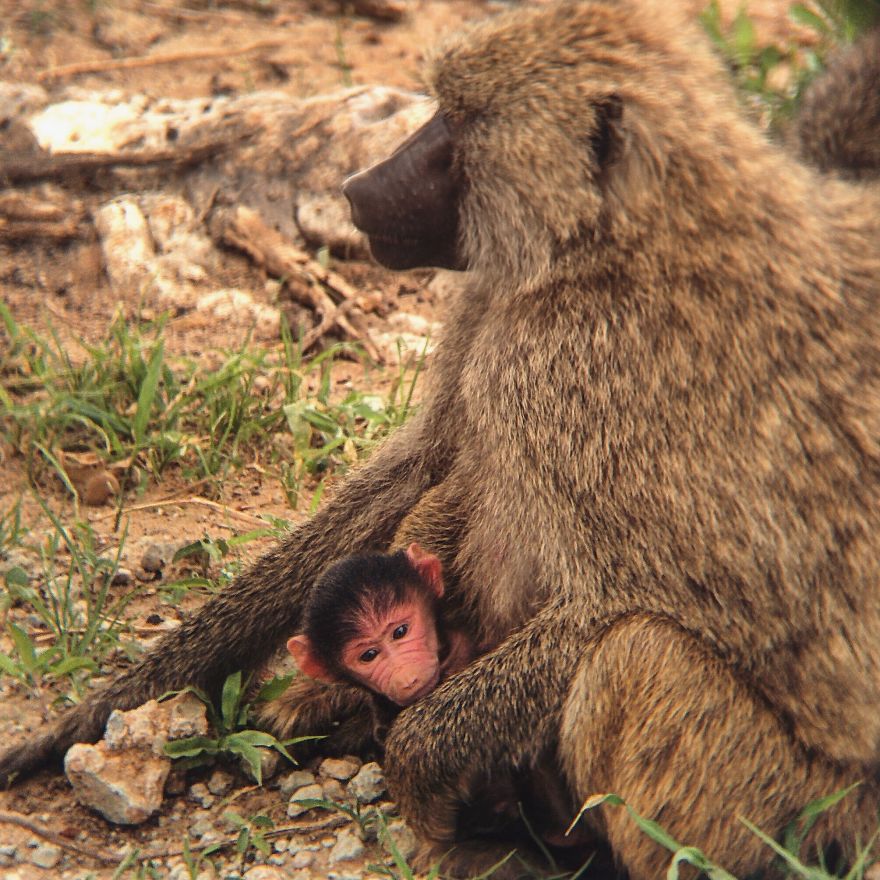 I Went On A Safari And Only Used My Smartphone To Take These Pictures!