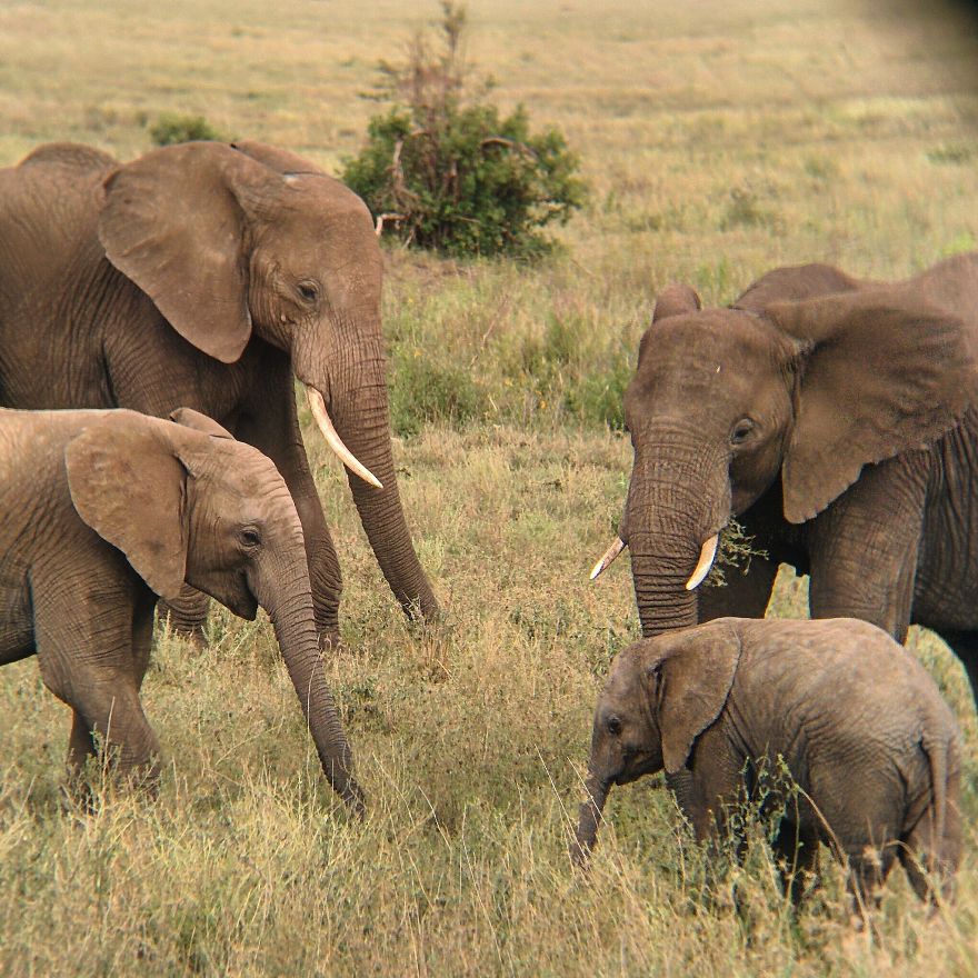 I Went On A Safari And Only Used My Smartphone To Take These Pictures!