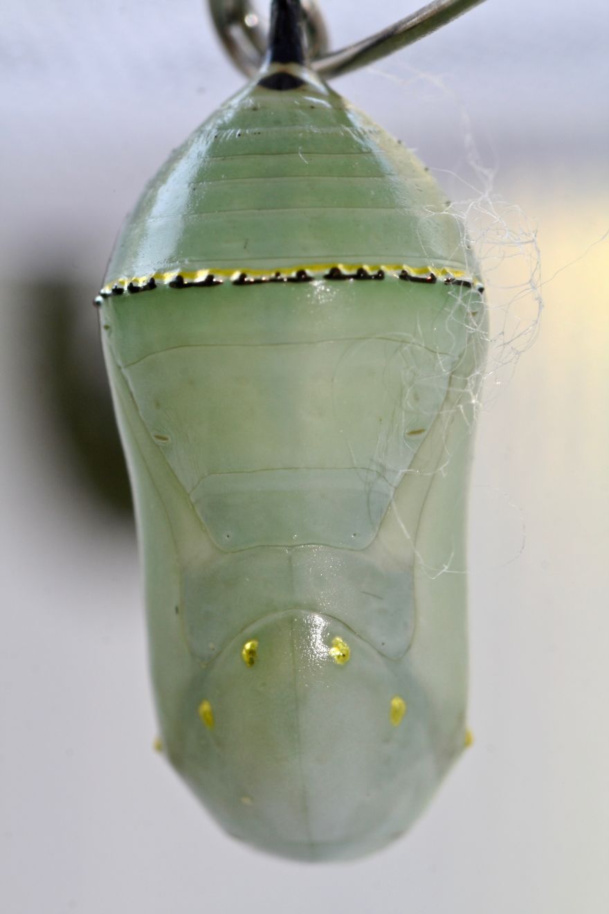 Monarchs Butterflies: A Cycle Of Life